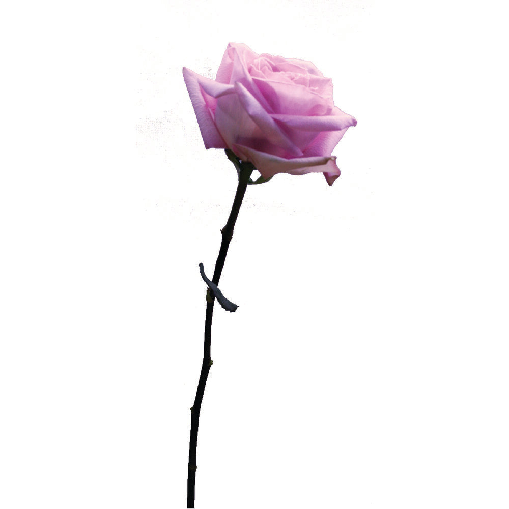 ROSE Sophie