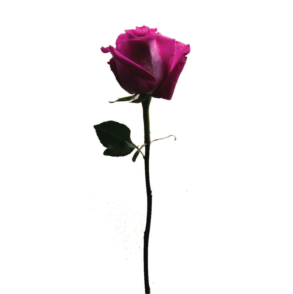 ROSE Topaz