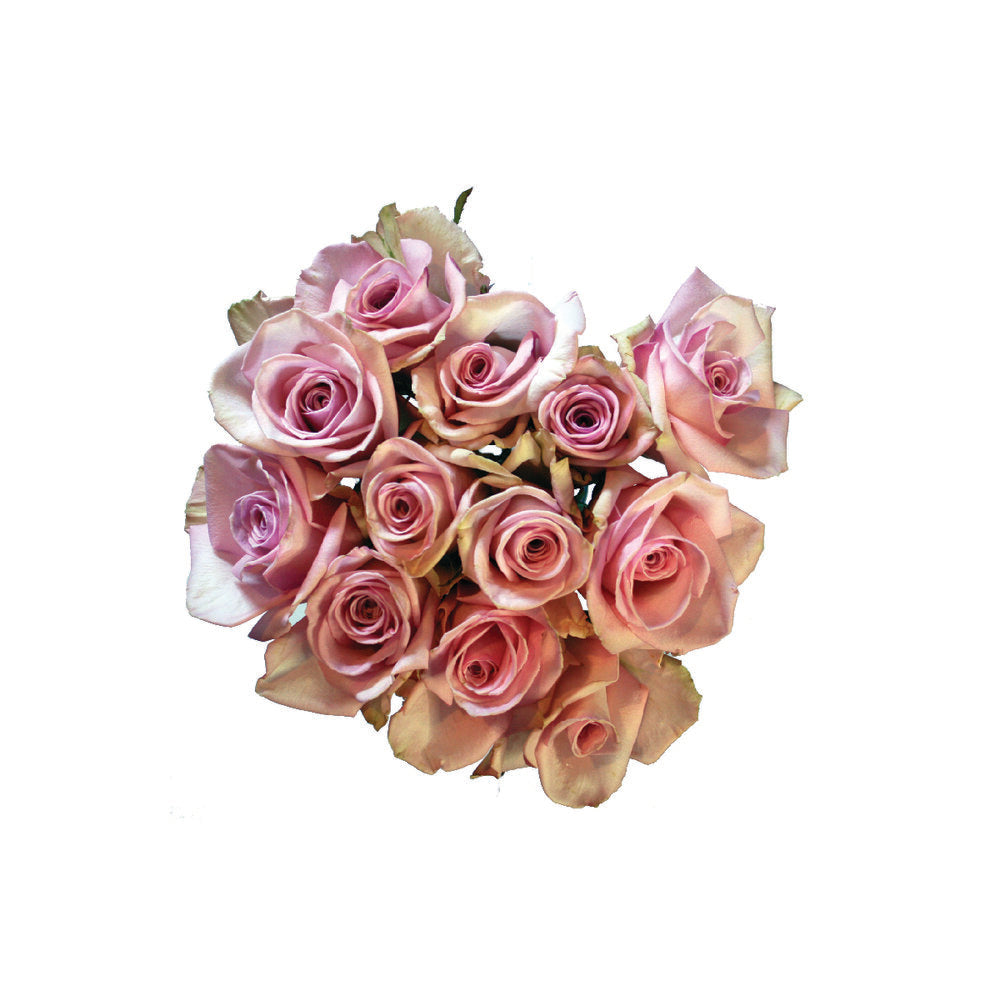 ROSE Sophie