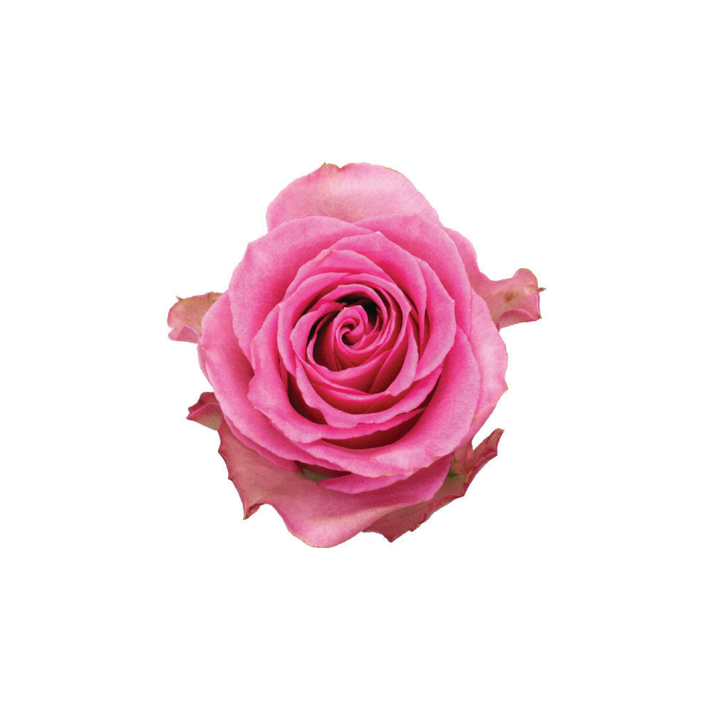 ROSE Sweet Unique