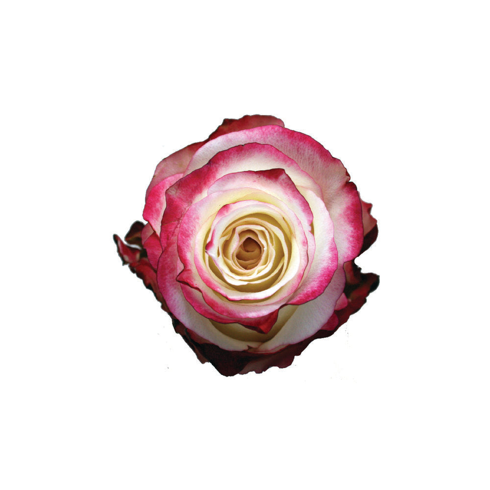 ROSE Sweetness