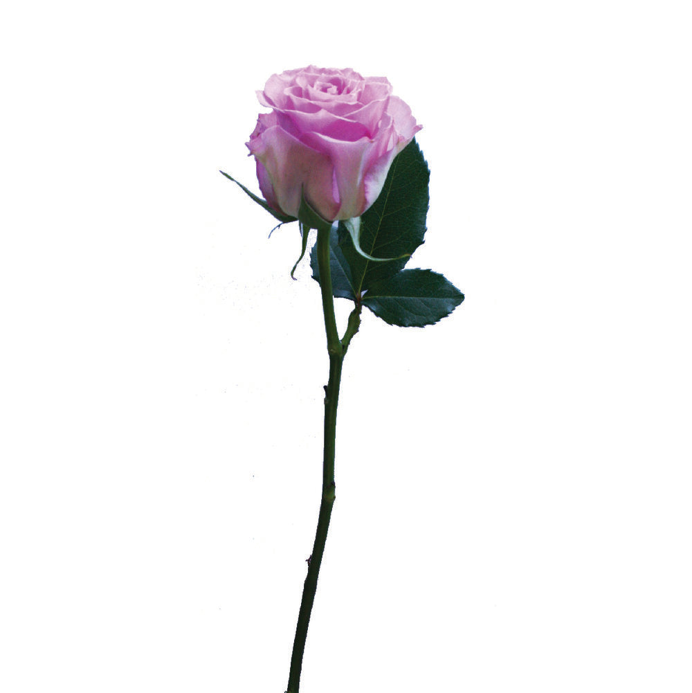 ROSE Sweet Unique
