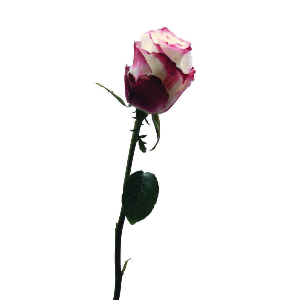 ROSE Sweetness