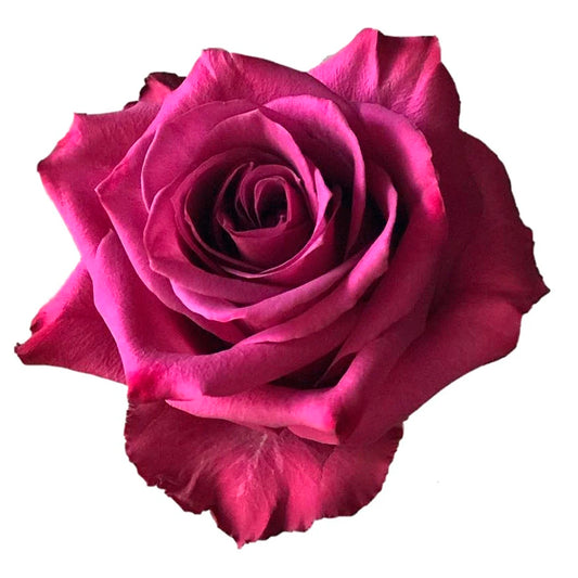 Blueberry Rose
