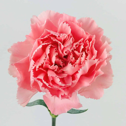 CARNATION pink