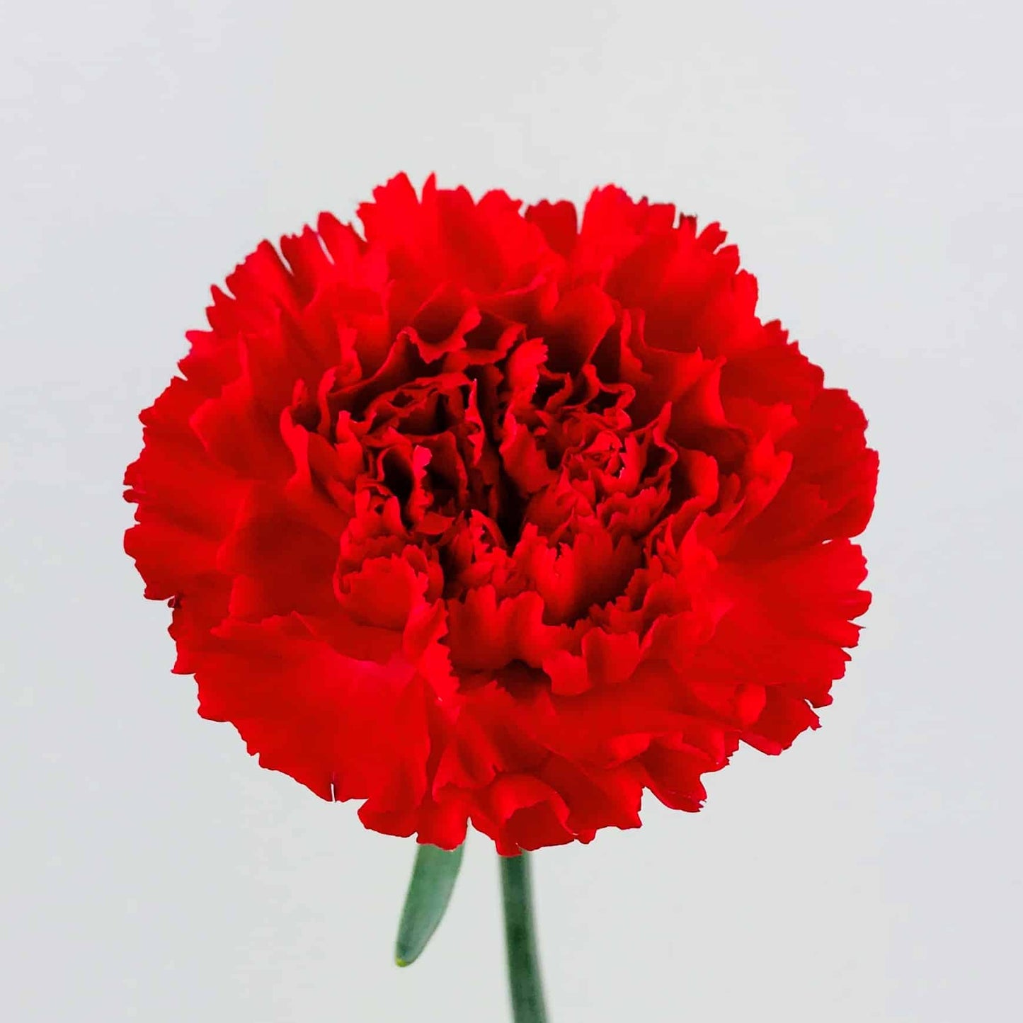 CARNATION red