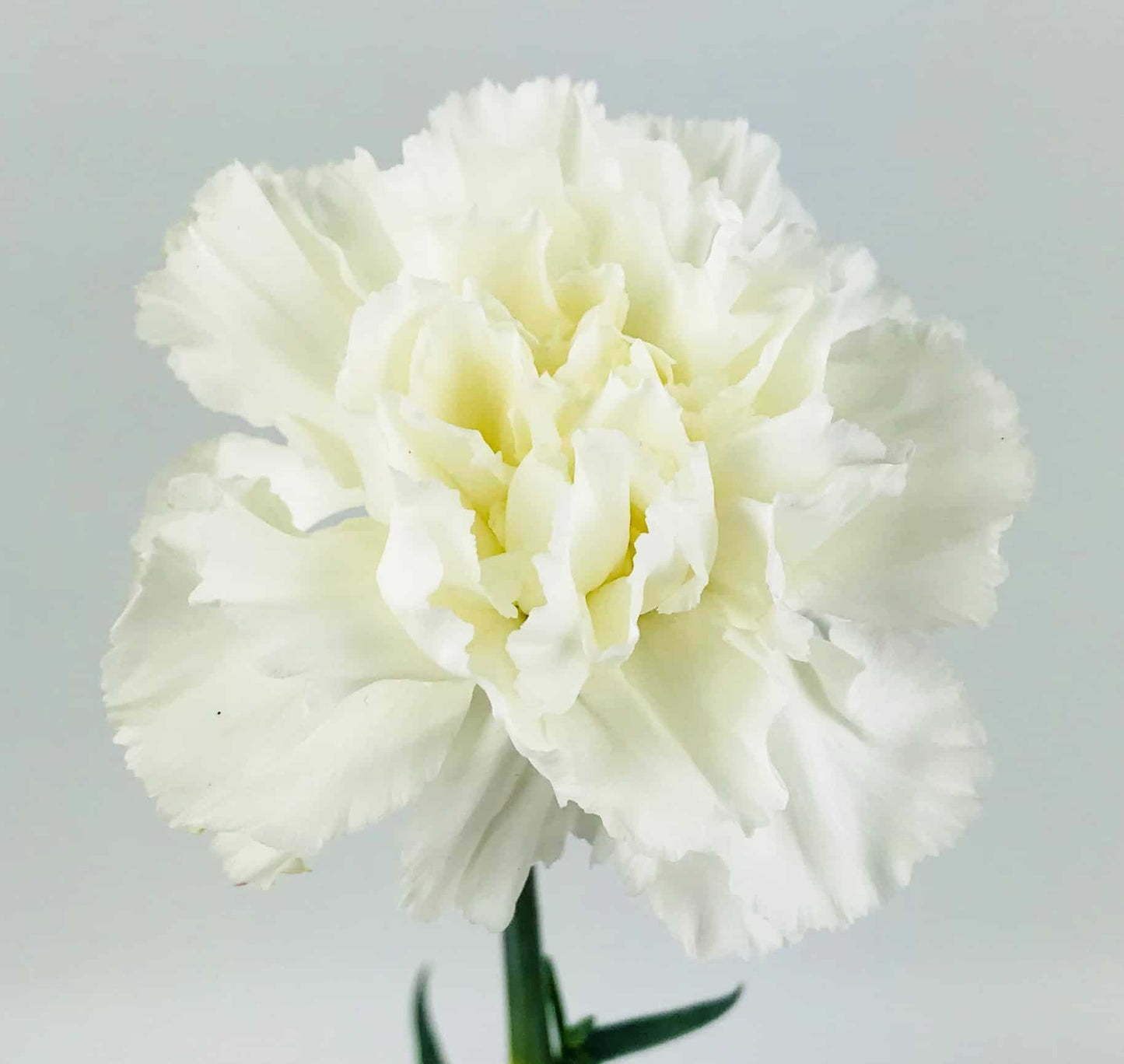 CARNATION white
