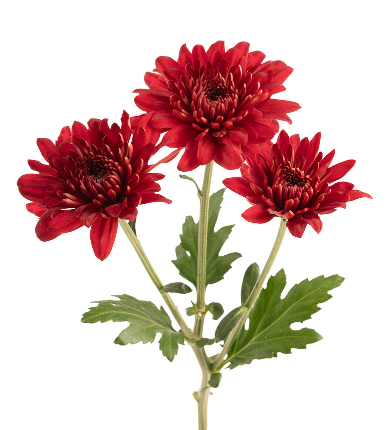 CHRYSANTHEMUM Kalua
