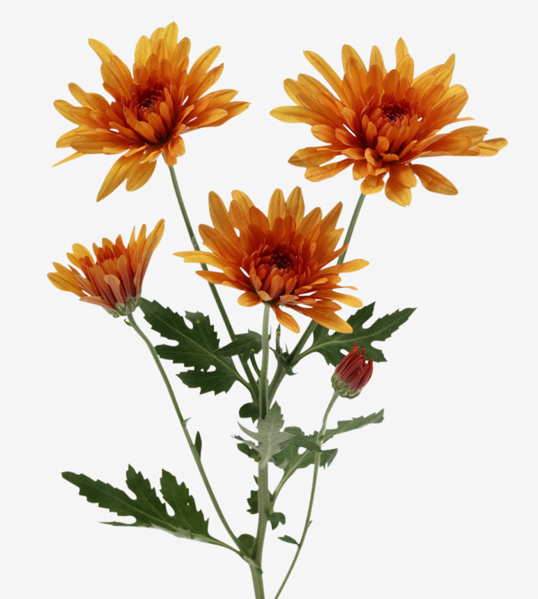 CHRYSANTHEMUM Cooper