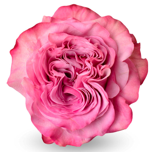 Country Blues Rose