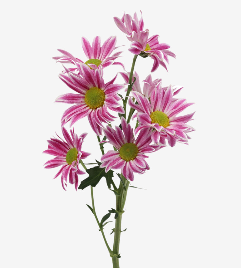 CHRYSANTHEMUM Cirque