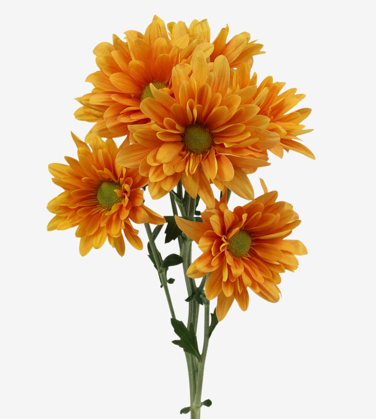 CHRYSANTHEMUM Force