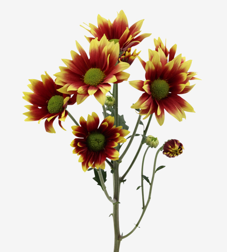CHRYSANTHEMUM Kadanz