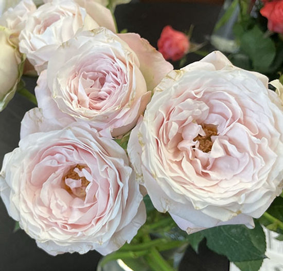 PRINCESS FAIRY KISS PINK SPR