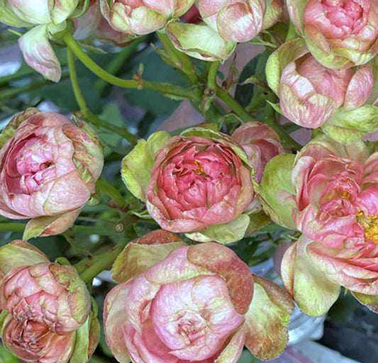 Princess Pinku (Pink) Spr