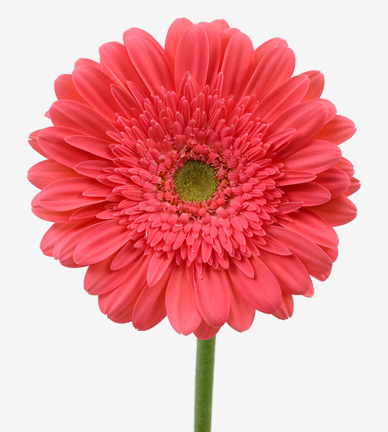 Petali
