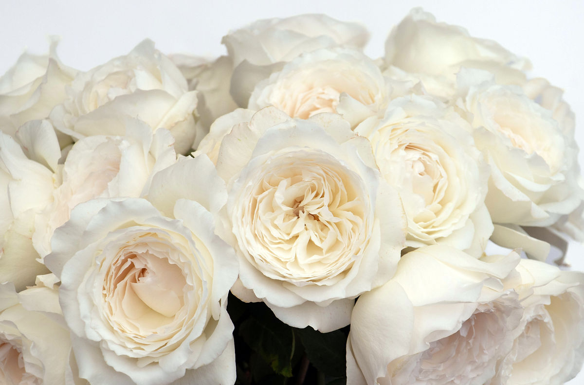 PRINCESS MIYUKI® (FIRST SNOW)