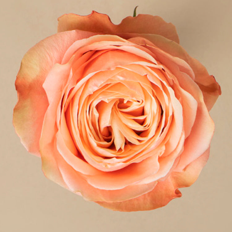 Kahala Rose