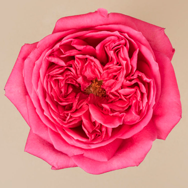 London Bell Rose