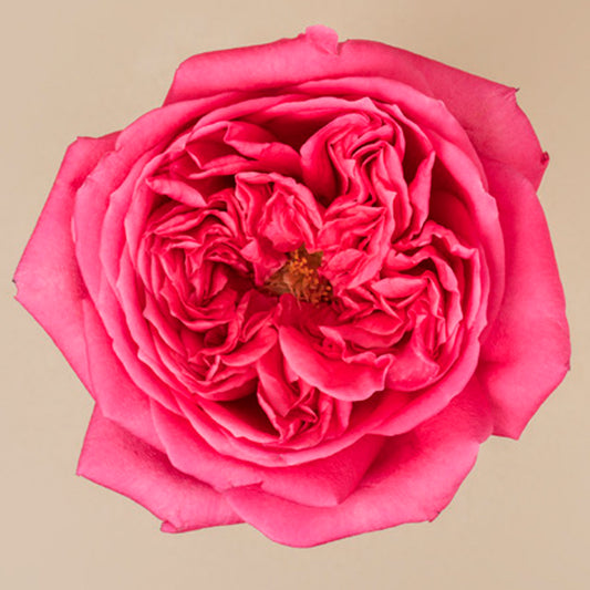 London Bell Rose