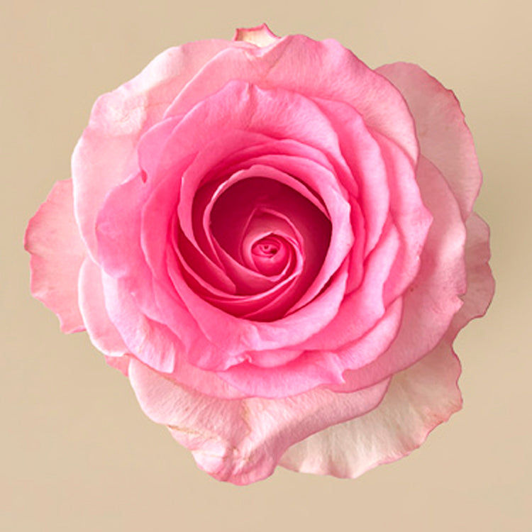 Mandala Rose