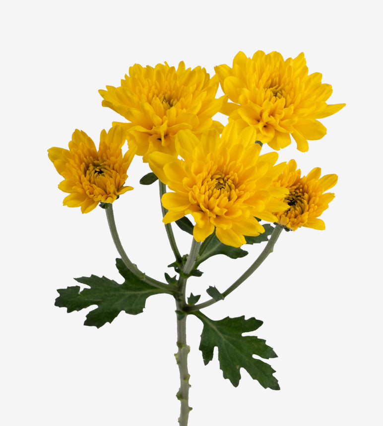 CHRYSANTHEMUM Cheddar
