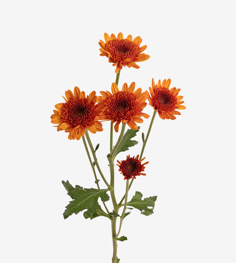 CHRYSANTHEMUM Esponja