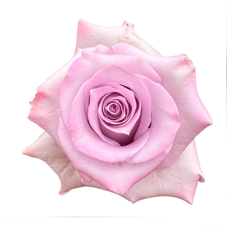Ocean Song Rose
