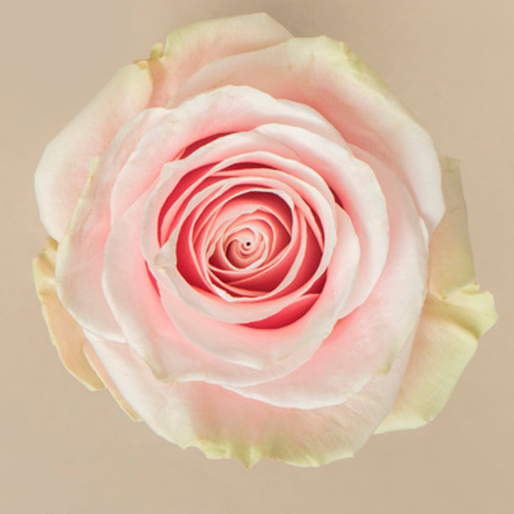 Pink Mondial Rose
