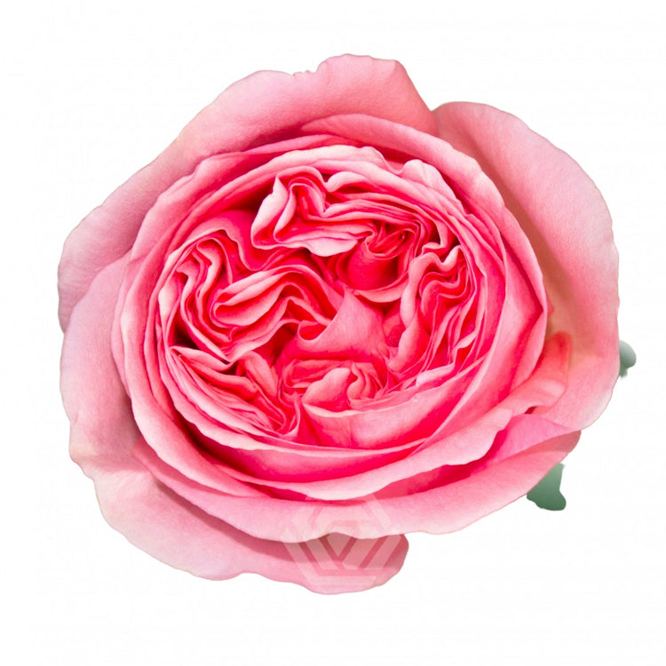 Pink X-Pression Rose