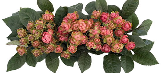 Princess Pinku (Pink) Spr