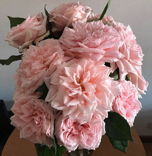 PRINCESS HITOMI® (BEAUTIFUL HISTORY)