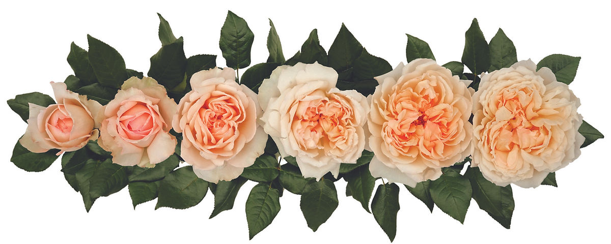 PRINCESS HOLLY"S HOPE®