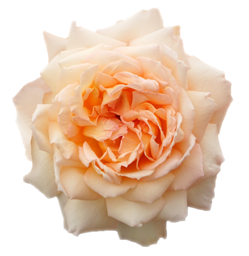 PRINCESS HOLLY"S HOPE®