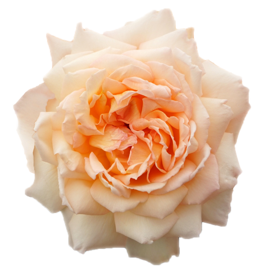 PRINCESS HOLLY"S HOPE®