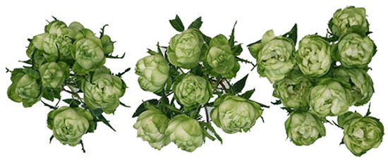 PRINCESS MIDORI® SPR (GREEN)