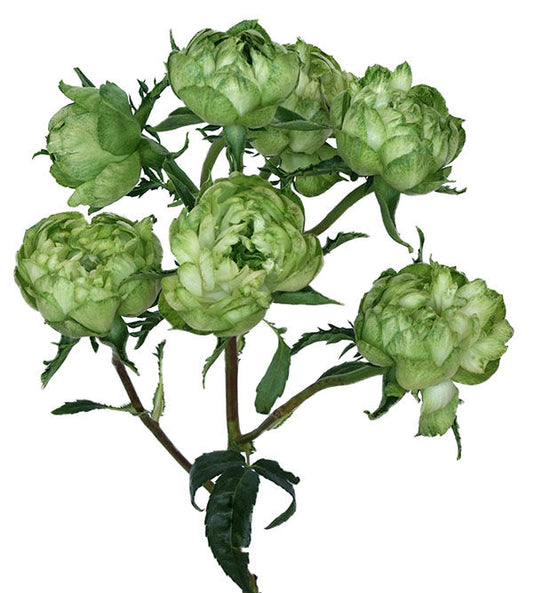 PRINCESS MIDORI® SPR (GREEN)