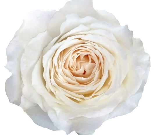 PRINCESS MIYUKI® (FIRST SNOW)