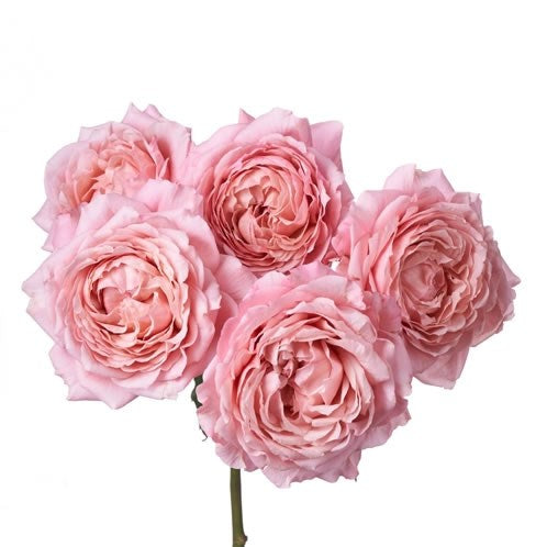 Garden Spray Roses 50