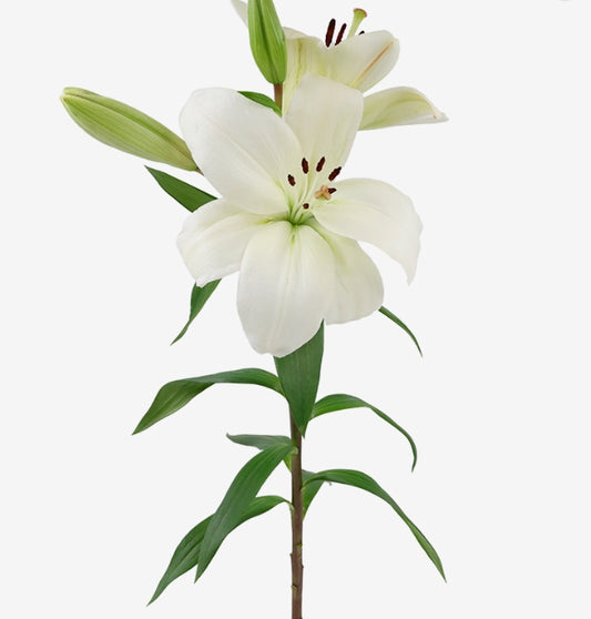 Oriental Premium Blond