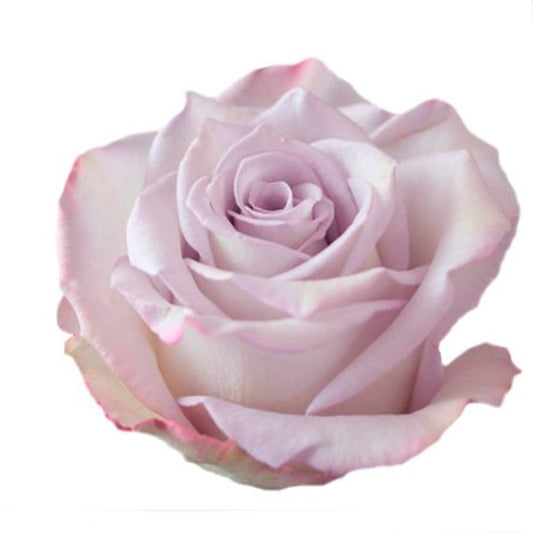 Sky Garden Rose