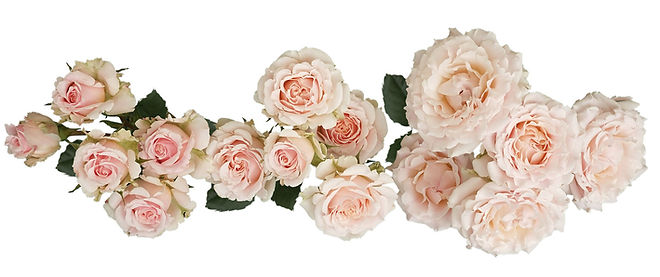 WEDDING ROSEVER® SPR
