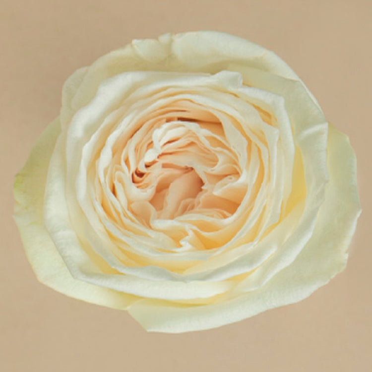 White O’hara Rose