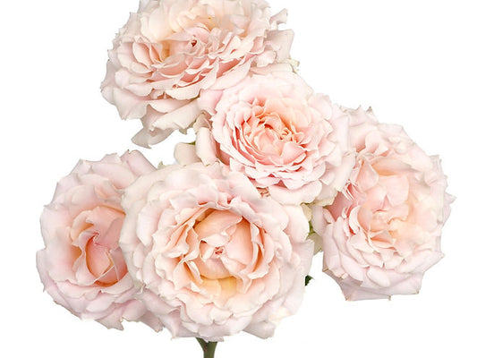 WEDDING ROSEVER® SPR