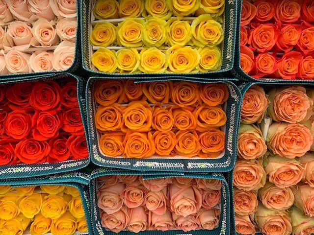 ROSE MIX premium