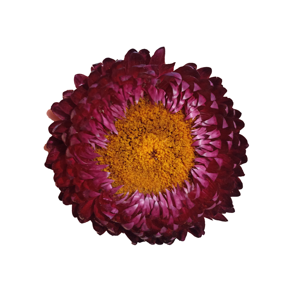 Helychrisum Burgundy