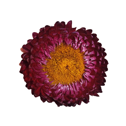 Helychrisum Burgundy