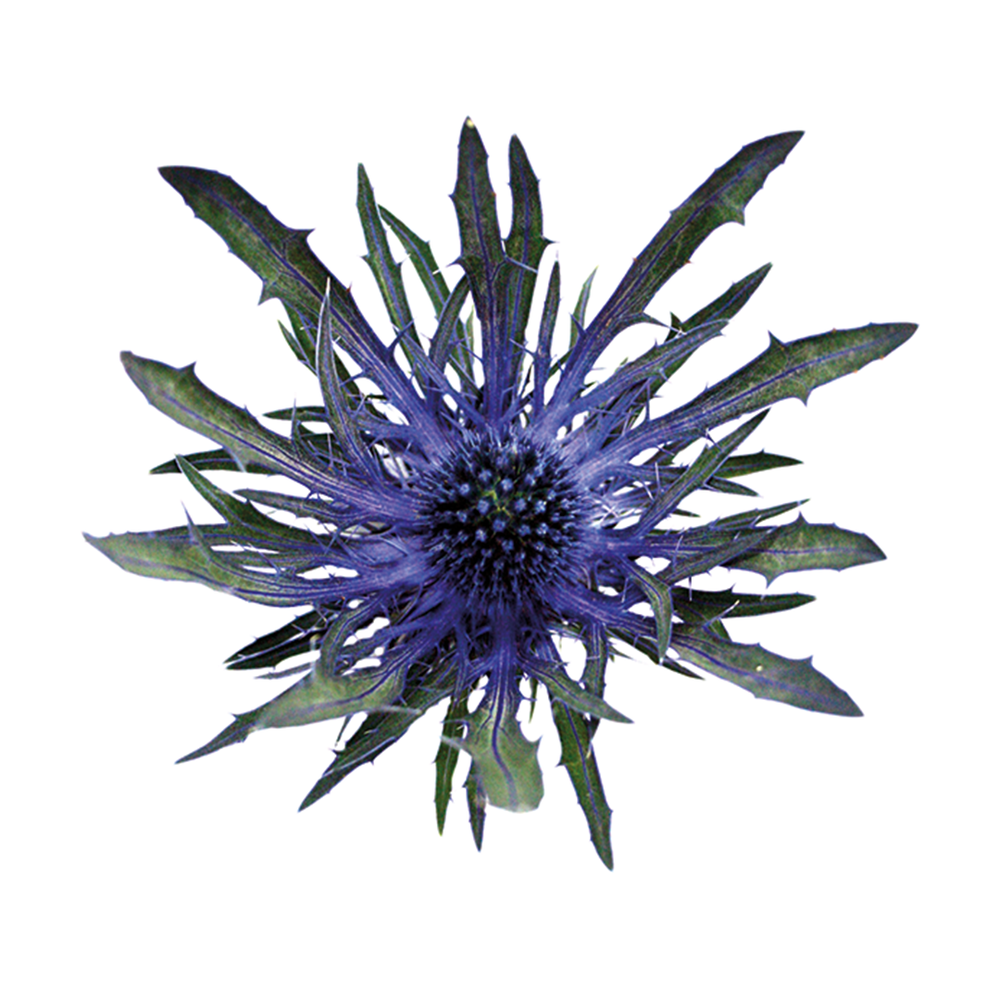 Eryngium