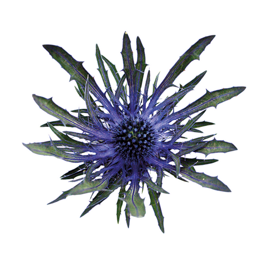 Eryngium