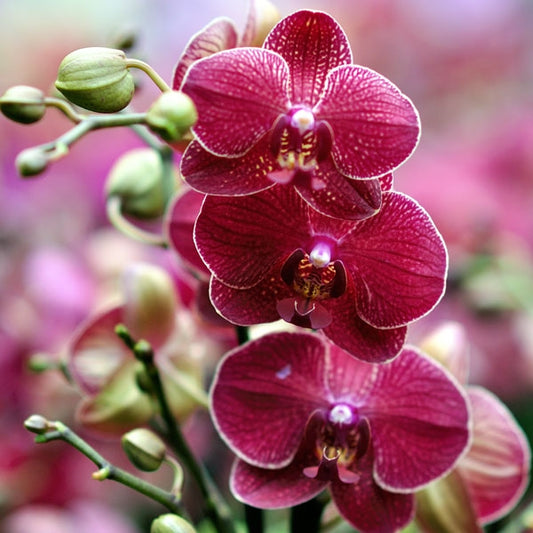 CYMBIDIUM